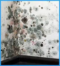 Hollywood Restoration Expert Hollywood, FL 954-414-0630 - broward-county-02