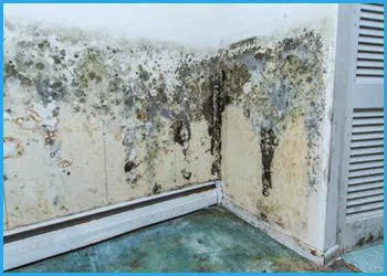 Hollywood Restoration Expert Hollywood, FL 954-414-0630 - cont-mold-wgr-1