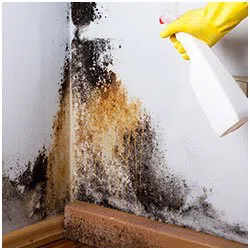 Hollywood Restoration Expert Hollywood, FL 954-414-0630 Hollywood Restoration Expert Hollywood, FL 954-414-0630